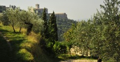 bosco_di_san_francesco_assisi_pg_-_foto_di_maja_galli_2009_c_fai