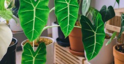 Orecchio di elefante (Alocasia odora)