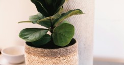 Ficus