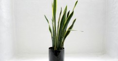 Sansevieria