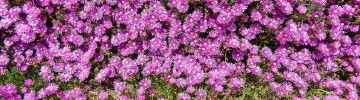 delosperma fioritura