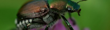 Un esemplare di Popillia Japonica o coleottero giapponese