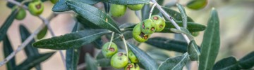 malattia delle olive verdi