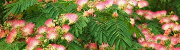 pianta albizia