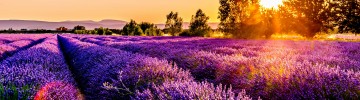provenza italiana Piemonte 