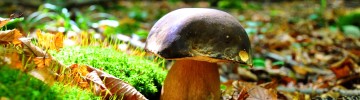 dove raccogliere i funghi porcini in italia