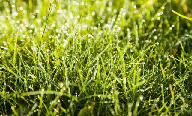 Erba Del Vicino è Sempre Più Verde