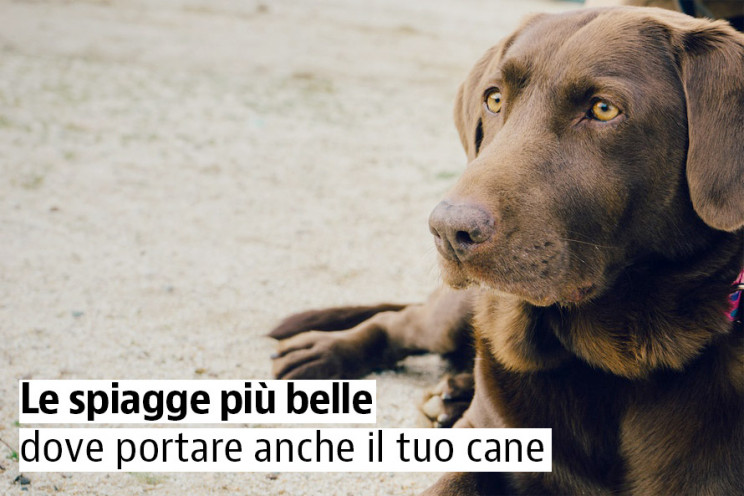 Le migliori spiagge per cani in Italia