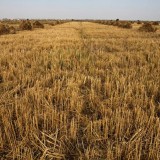 Imu terreni agricoli, proroga del pagamento a gennaio