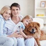 Trasloco con animali domestici? Un vademecum per aiutare il tuo amico a quattro zampe