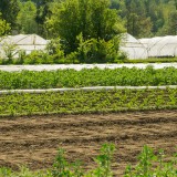 Cacolo IMU sui terreni agricoli