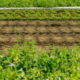 Imu e Tasi terreni agricoli, cosa c'è da sapere