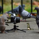 Cercasi fotografo a tempo pieno per girare il mondo, un milionario offre 34mila euro all’anno