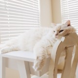 Idee di arredo per chi ha animali domestici in casa