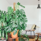 Piante d'appartamento: le migliori da avere a casa (resistenti e facili da curare)