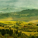 Vigneti all'asta: dalla Toscana al Salento, ecco tutte le occasioni