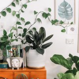 Piante che migliorano (e peggiorano) l'energia della casa secondo il Feng Shui