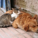 Come ottenere le detrazioni fiscali per i propri animali domestici