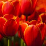 Le piante da tenere sul balcone in primavera