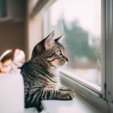 Alcuni utili consigli per tenere un gatto in casa