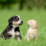 Andare in vacanza con gli animali domestici, alcune cose importanti da sapere