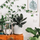 Come arredare con le piante in casa: 7 consigli da non perdere