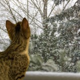 Isolare le finestre dal freddo