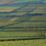 contratto affitto terreno agricolo