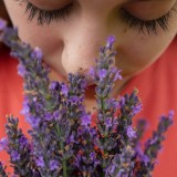 Le piante che purificano l'aria in casa