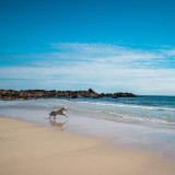 Vai de férias com o teu animal de estimação 