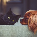 Bonus animali domestici
