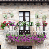 fiori da balcone invernali