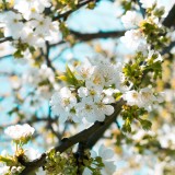 Fleurs de cerisier 