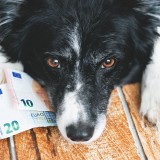 bonus animali domestici 2023