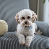 Animali domestici e colpo di calore