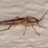 moscerini della muffa