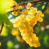 The best Italian vineyards and wineries