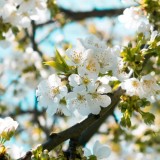 Cherry blossoms in Italy