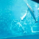 acquario di genova