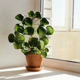 pilea peperomioides