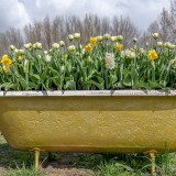 vecchia vasca da bagno piena di fiori