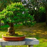 bonsai ulivo coltivazione