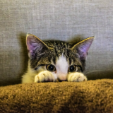 come proteggere gli animali dai botti di capodanno