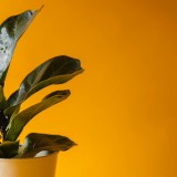 ficus lyrata
