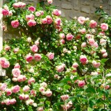 rose rampicanti in vaso
