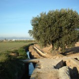 L'orto valenciano ha le sue origini nel periodo andaluso
