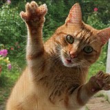 gatto zanzariera