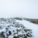 Neve