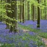 La foresta blu nel pieno della sua fioritura