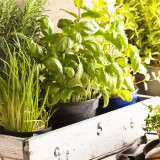 erbe aromatiche primavera